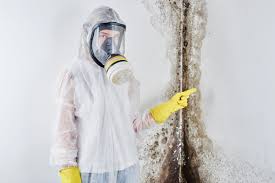 Best Attic Mold Removal  in Jackson, OH